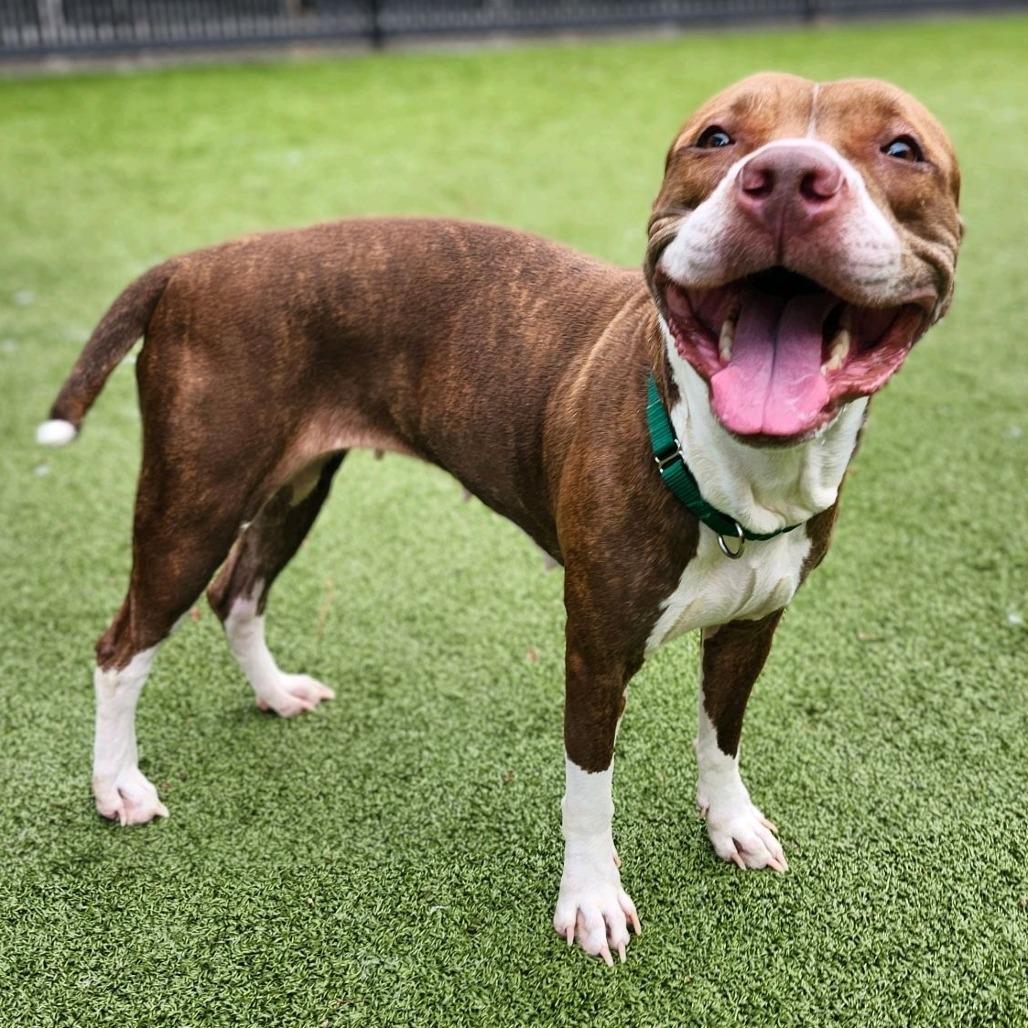 Enlarge Duster, a Adoptable Pit Bull Terrier in Greensboro, NC image 6/6