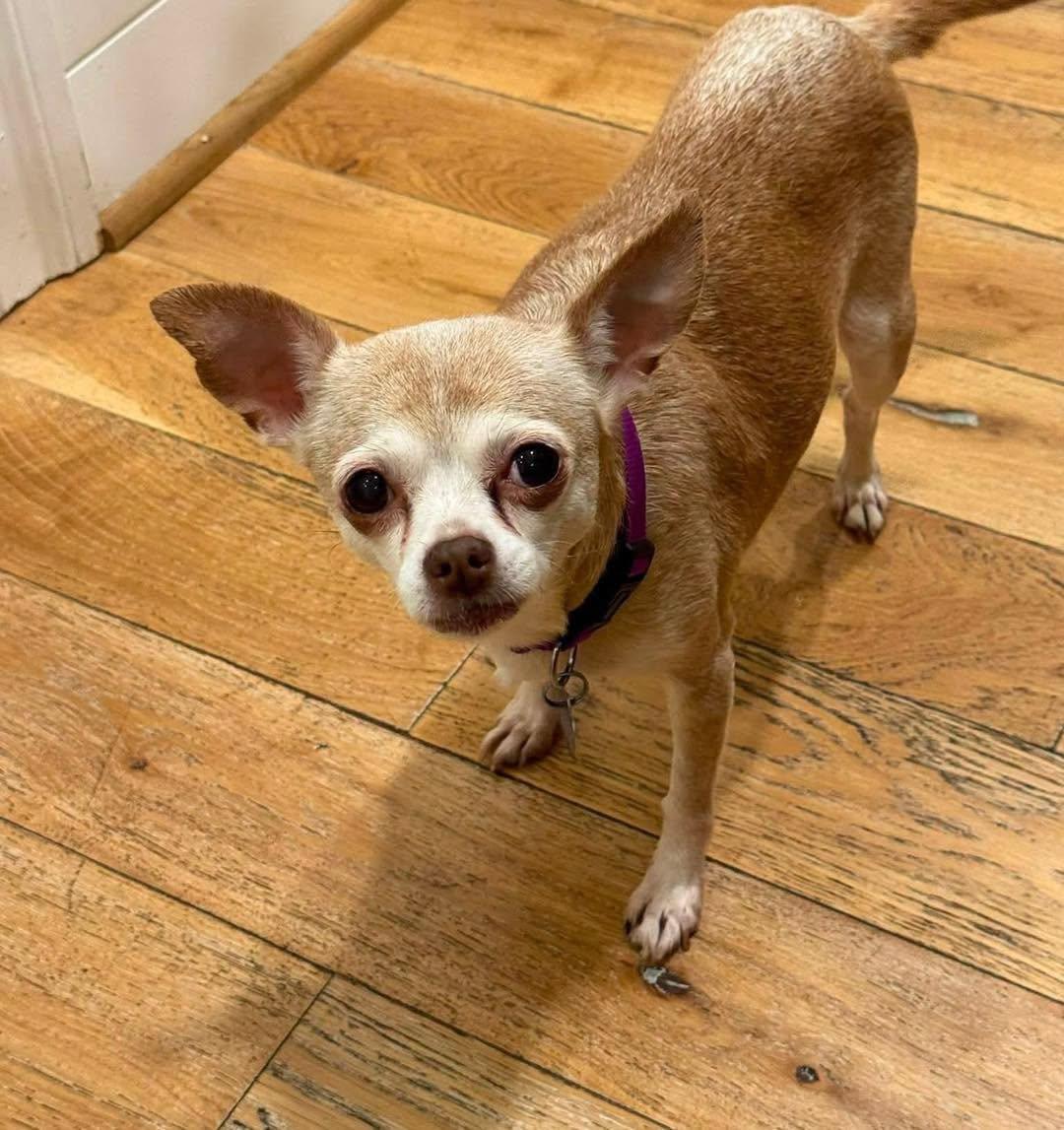Enlarge Addie, a Adoptable Chihuahua in Rockville, MD image 5/6
