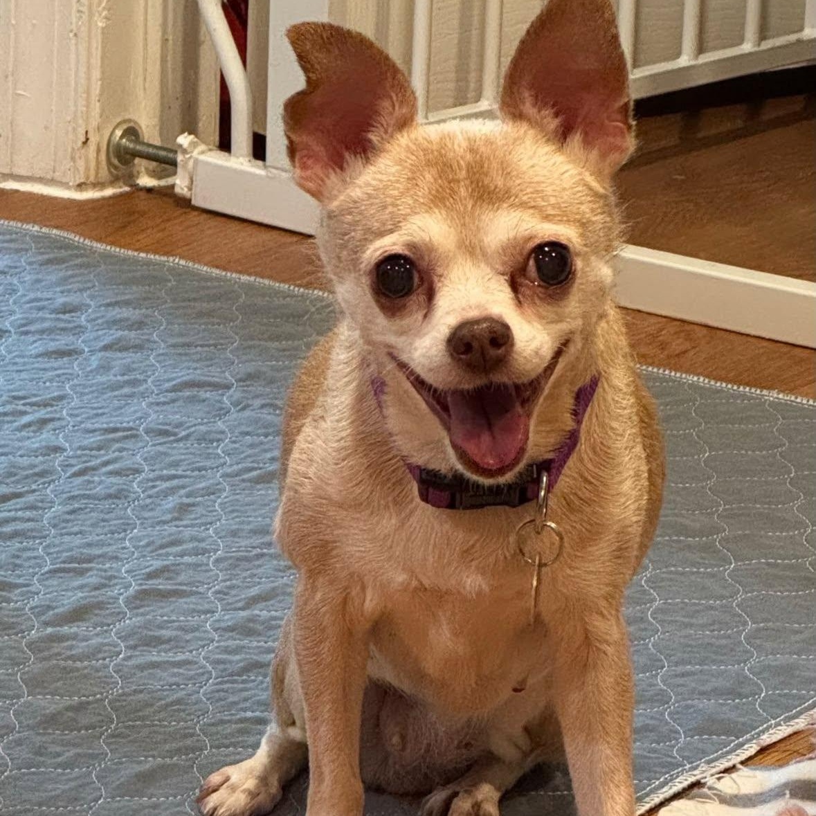Enlarge Addie, a Adoptable Chihuahua in Rockville, MD image 2/6