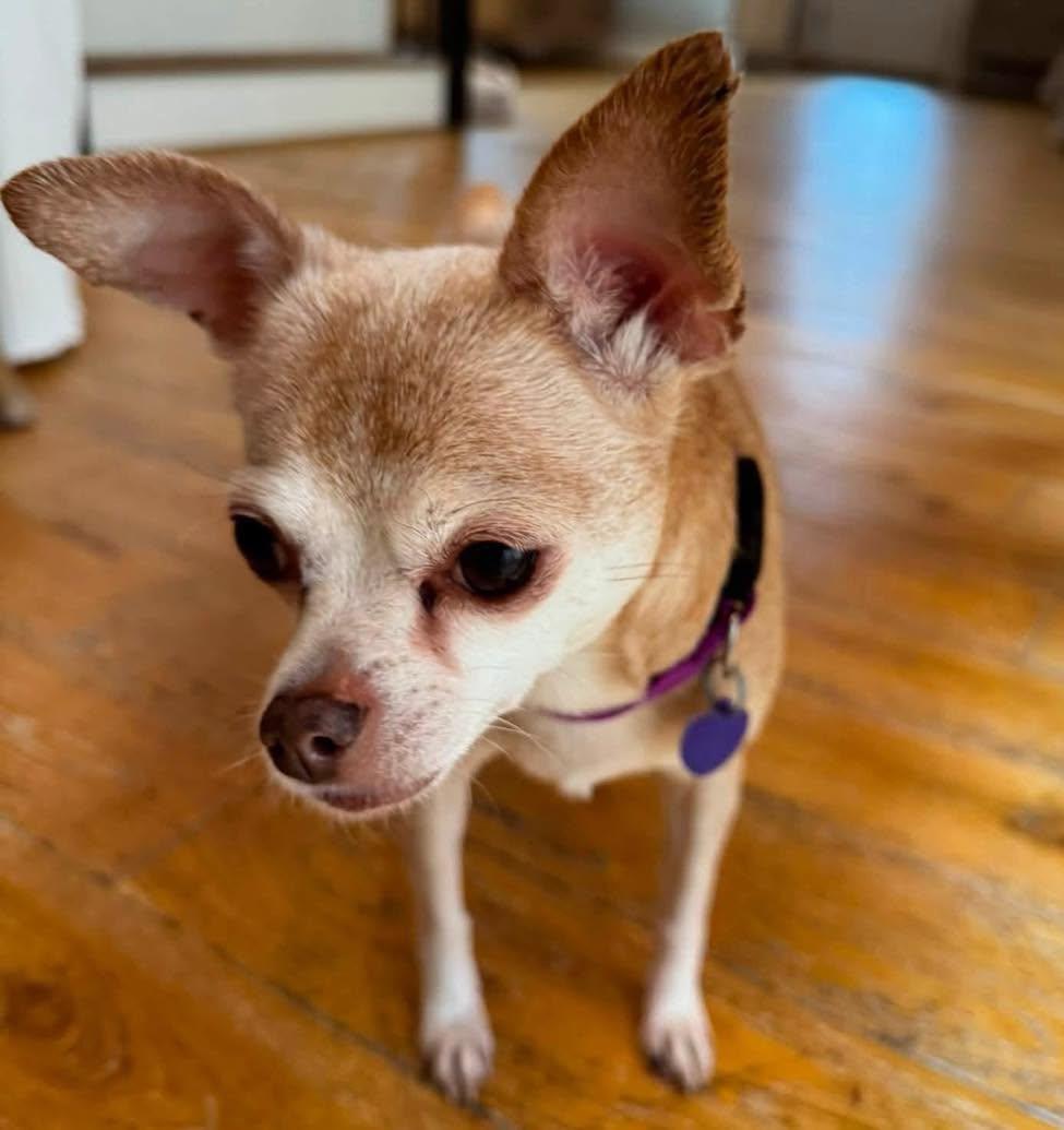 Enlarge Addie, a Adoptable Chihuahua in Rockville, MD image 6/6