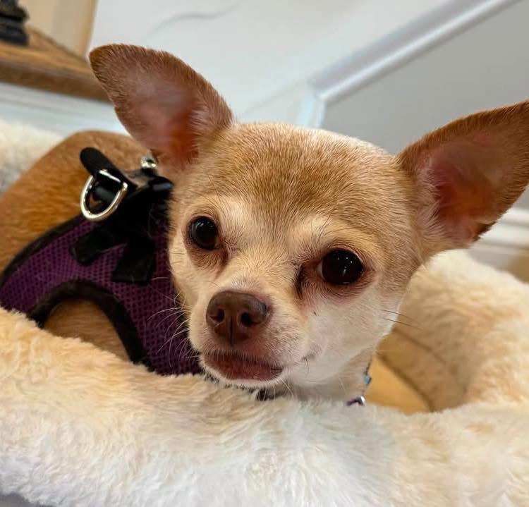 Enlarge Addie, a Adoptable Chihuahua in Rockville, MD image 3/6