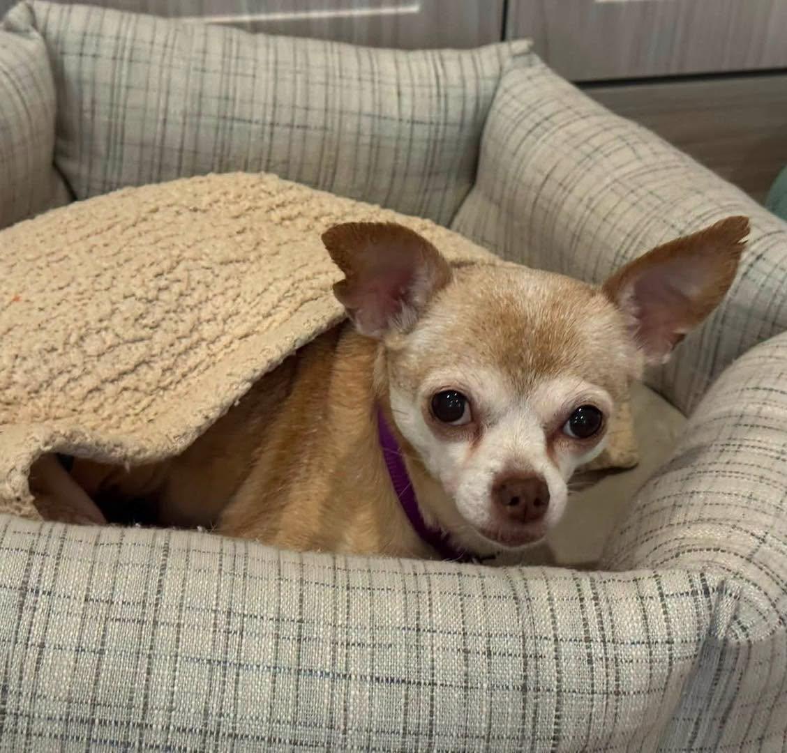 Enlarge Addie, a Adoptable Chihuahua in Rockville, MD image 4/6