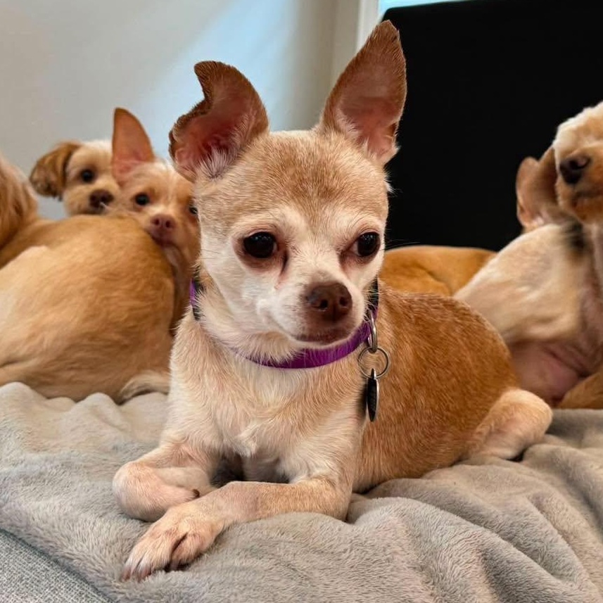 Addie, Adoptable, Senior Female Chihuahua.