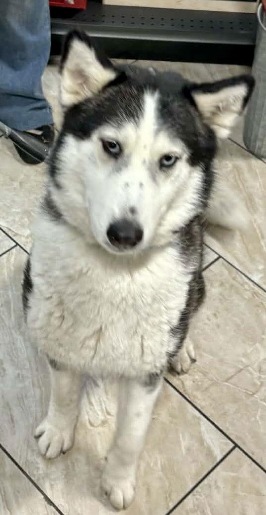 Enlarge Lucy, a Adoptable Siberian Husky in Cedar Crest, NM image 1/1