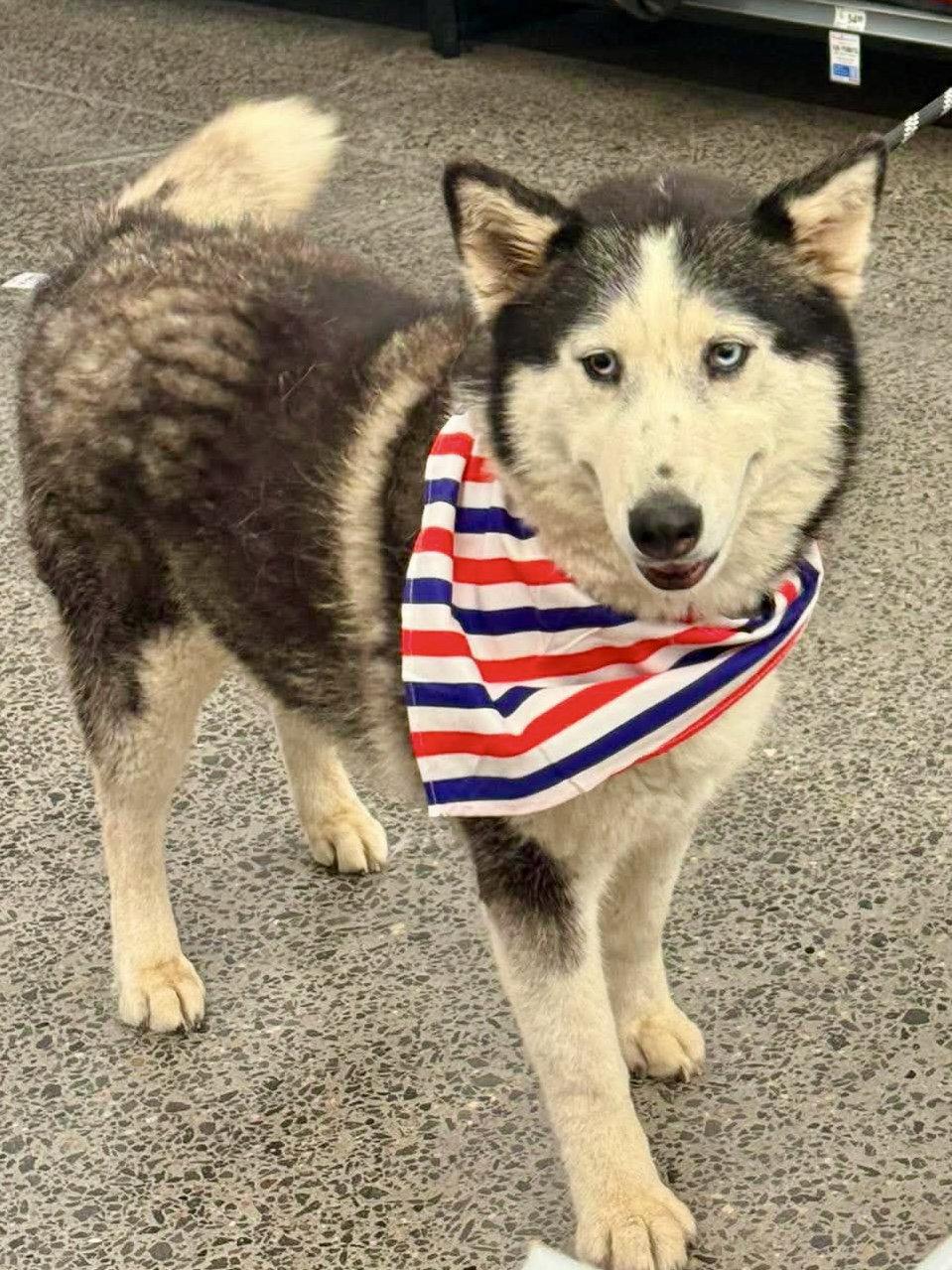 Lucy, a Adoptable Siberian Husky in Cedar Crest, NM image 2/2