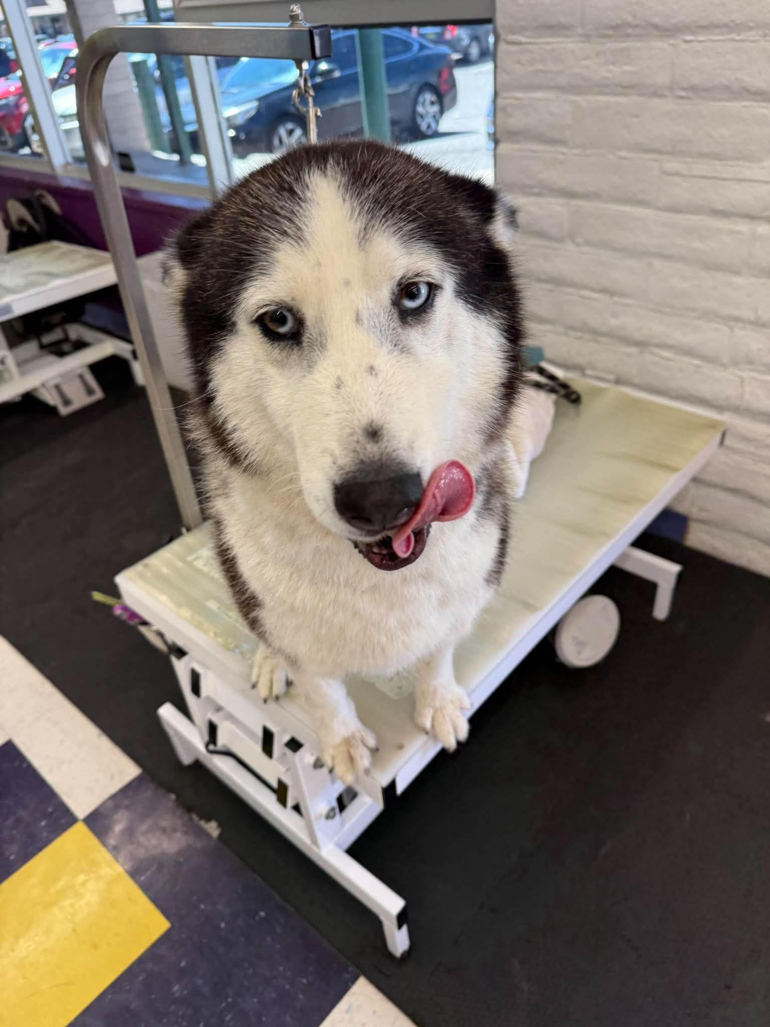 Enlarge Lucy, a Adoptable Siberian Husky in Cedar Crest, NM image 3/3