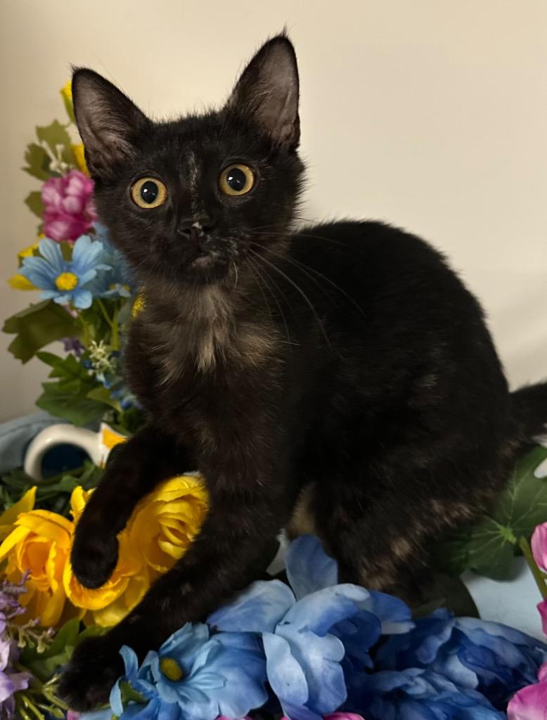 1/23/26 - Diane, Adoptable, Kitten Female Domestic Short Hair.