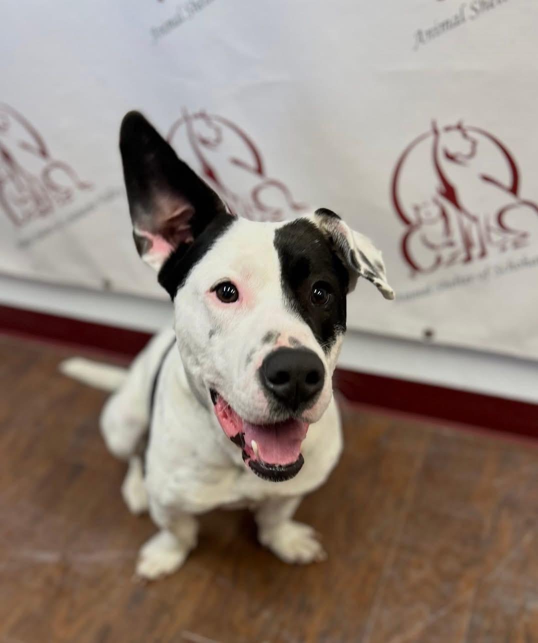 Buddha, a ADOPTABLE Mixed Breed in Howes Cave, NY image 1/2