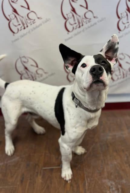 Buddha, a ADOPTABLE Mixed Breed in Howes Cave, NY image 2/2