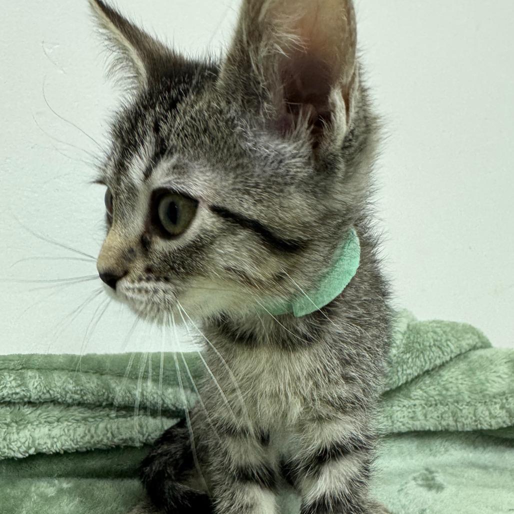 Artemis, Adoptable, Kitten Female Domestic Short Hair.