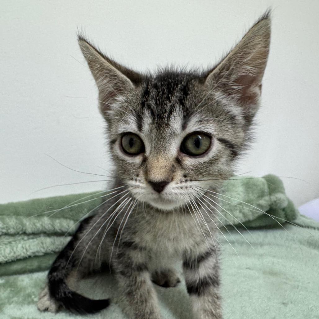 Enlarge Artemis, a Adoptable Domestic Short Hair in Playa Vista, CA image 3/3