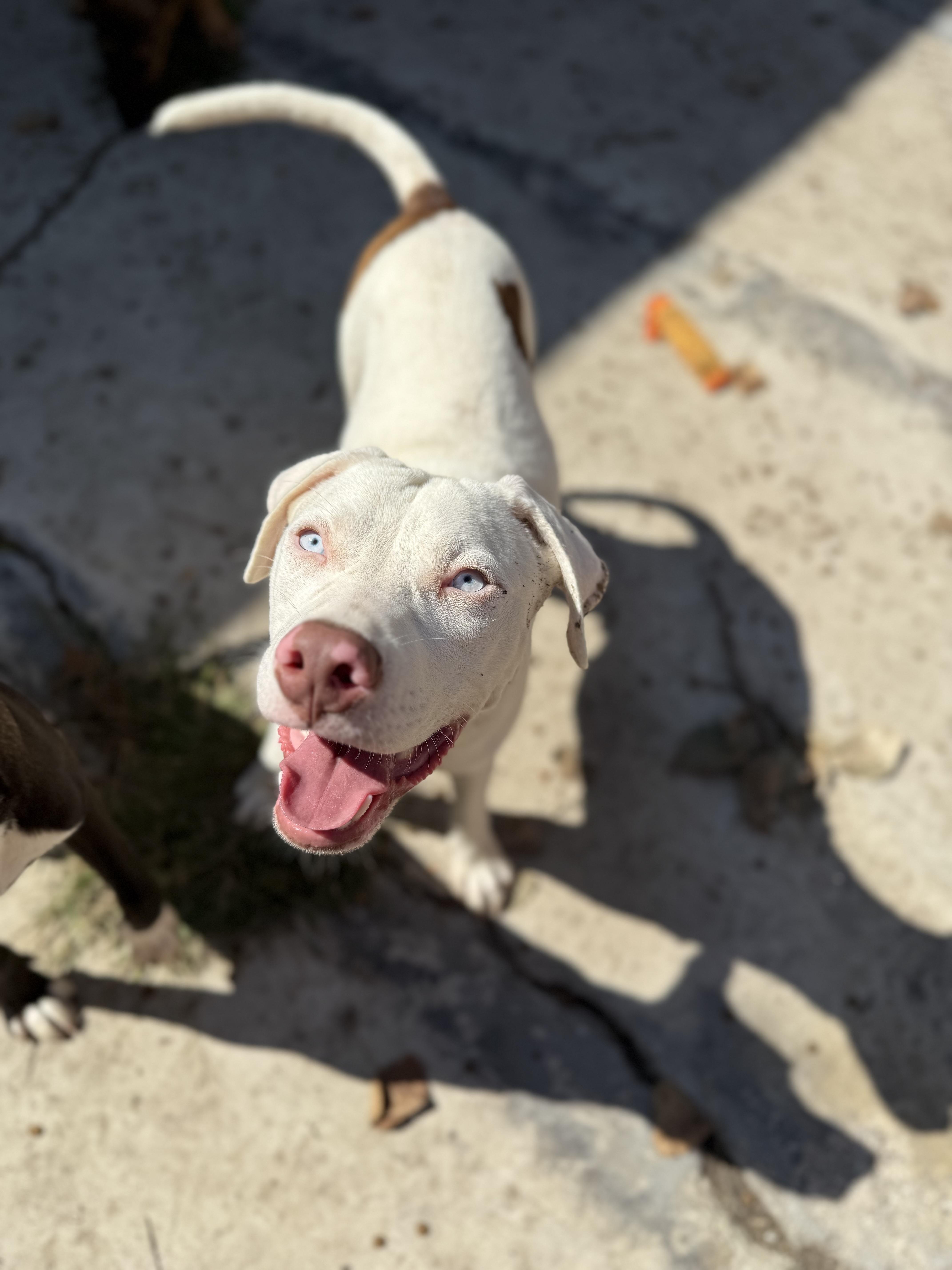 Glacier, Adoptable, Young Male Mixed Breed.