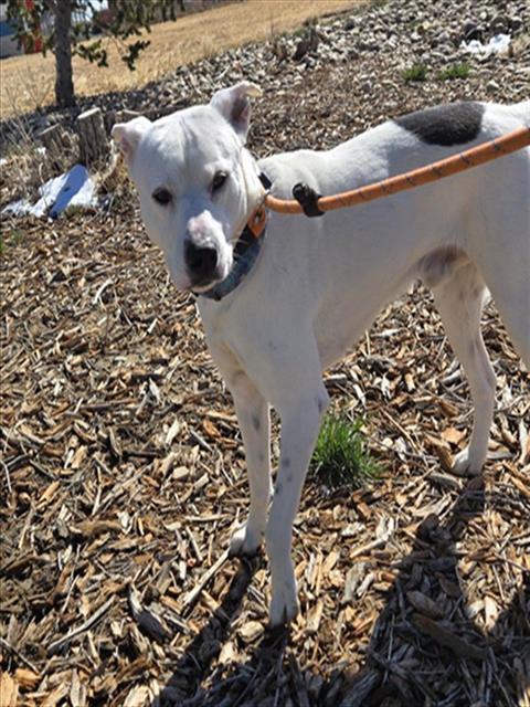 BART, Adoptable, Adult Male Pit Bull Terrier.