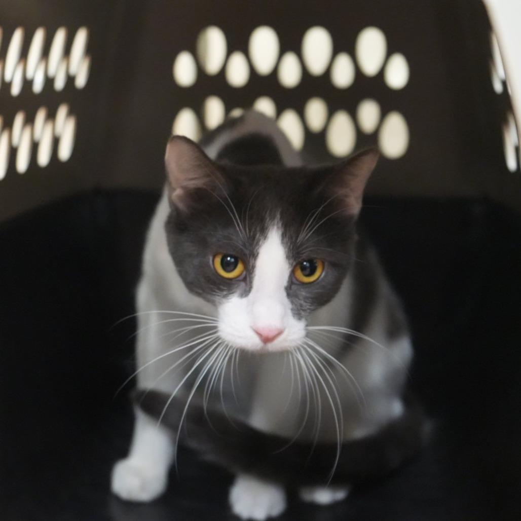 Yzma, Adoptable, Young Female Domestic Short Hair.