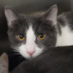 Enlarge Yzma, a Adoptable Domestic Short Hair in Coachella, CA image 2/2