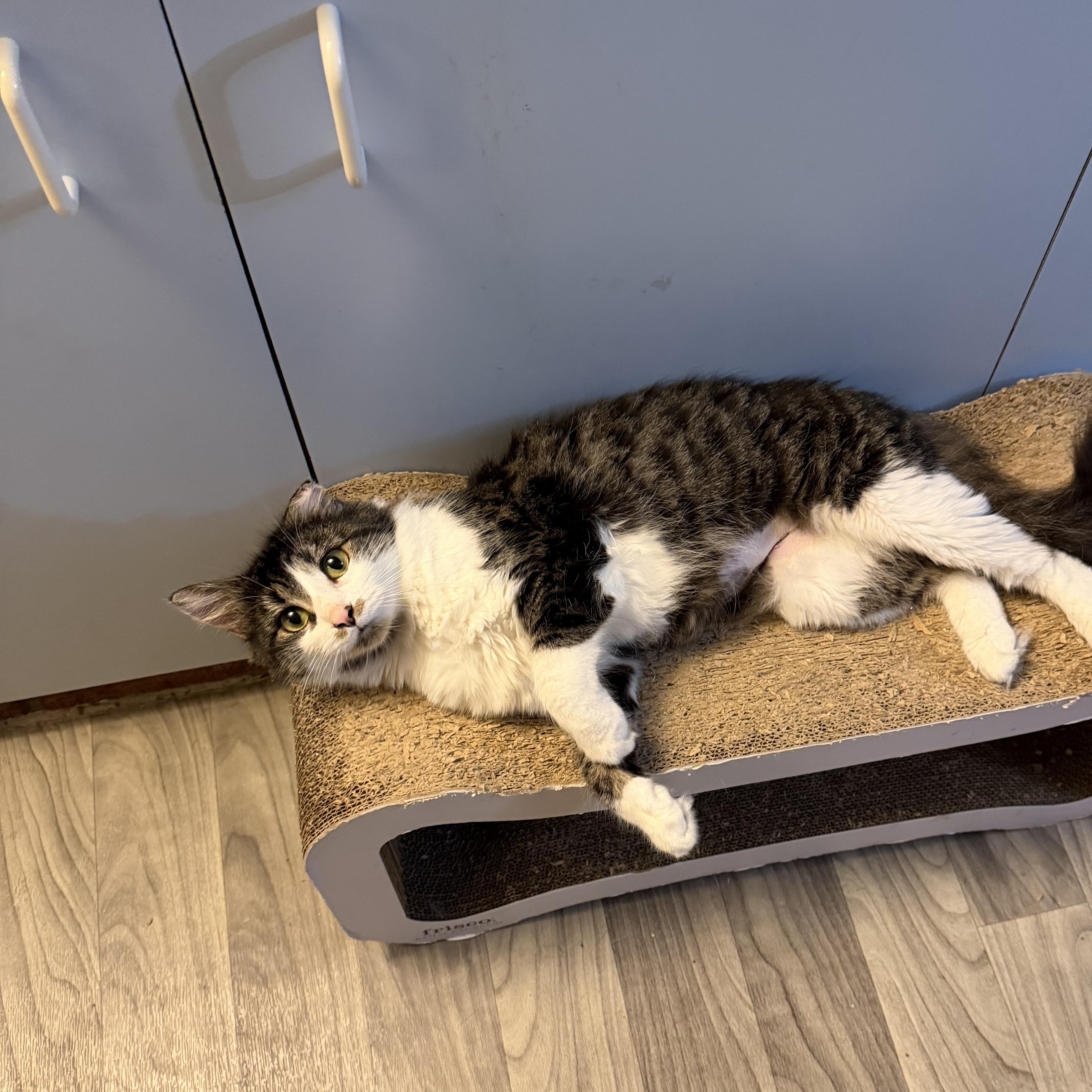 Enlarge LADY MARGARET, a Adoptable Domestic Long Hair in Hamilton, NJ image 2/4