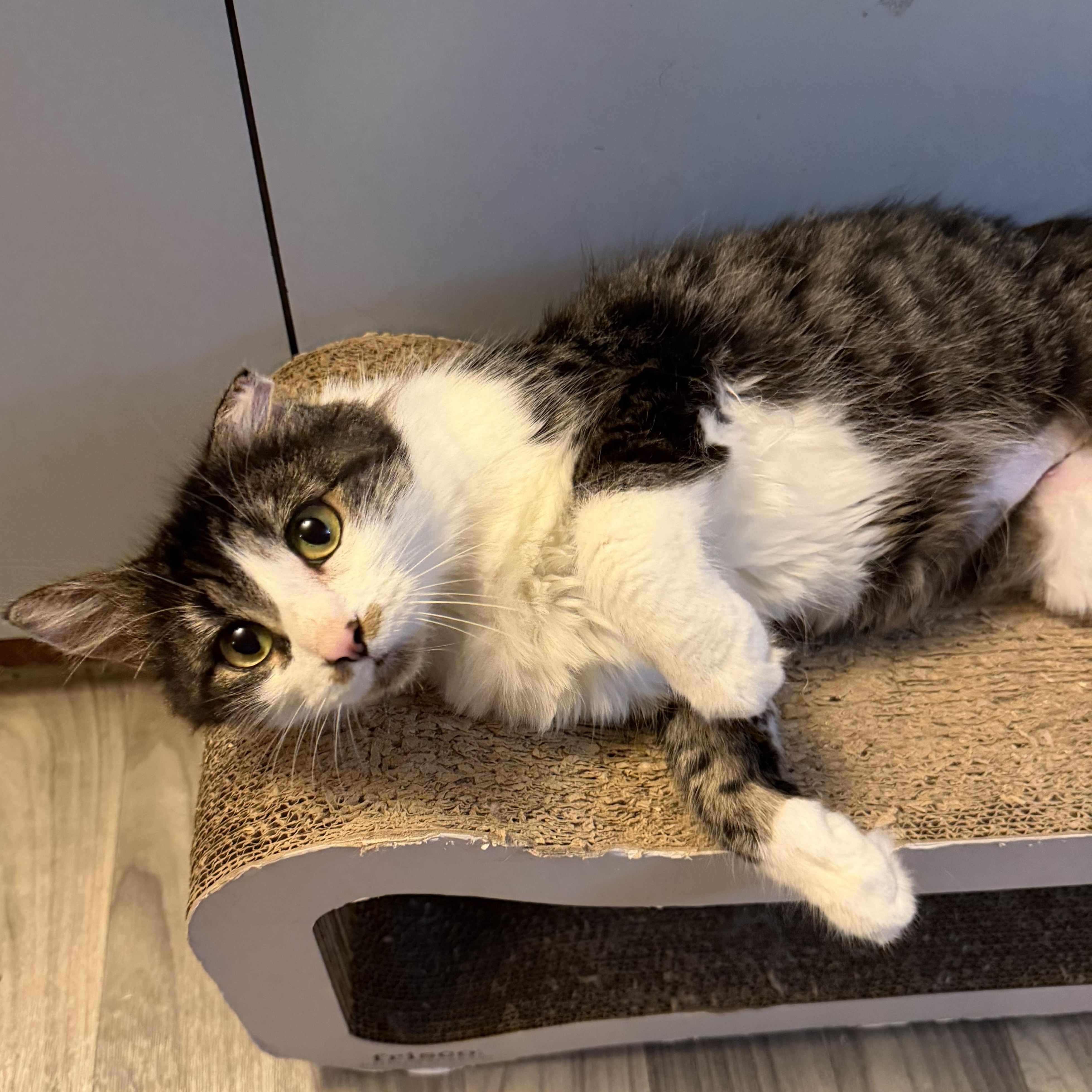 Enlarge LADY MARGARET, a Adoptable Domestic Long Hair in Hamilton, NJ image 1/4