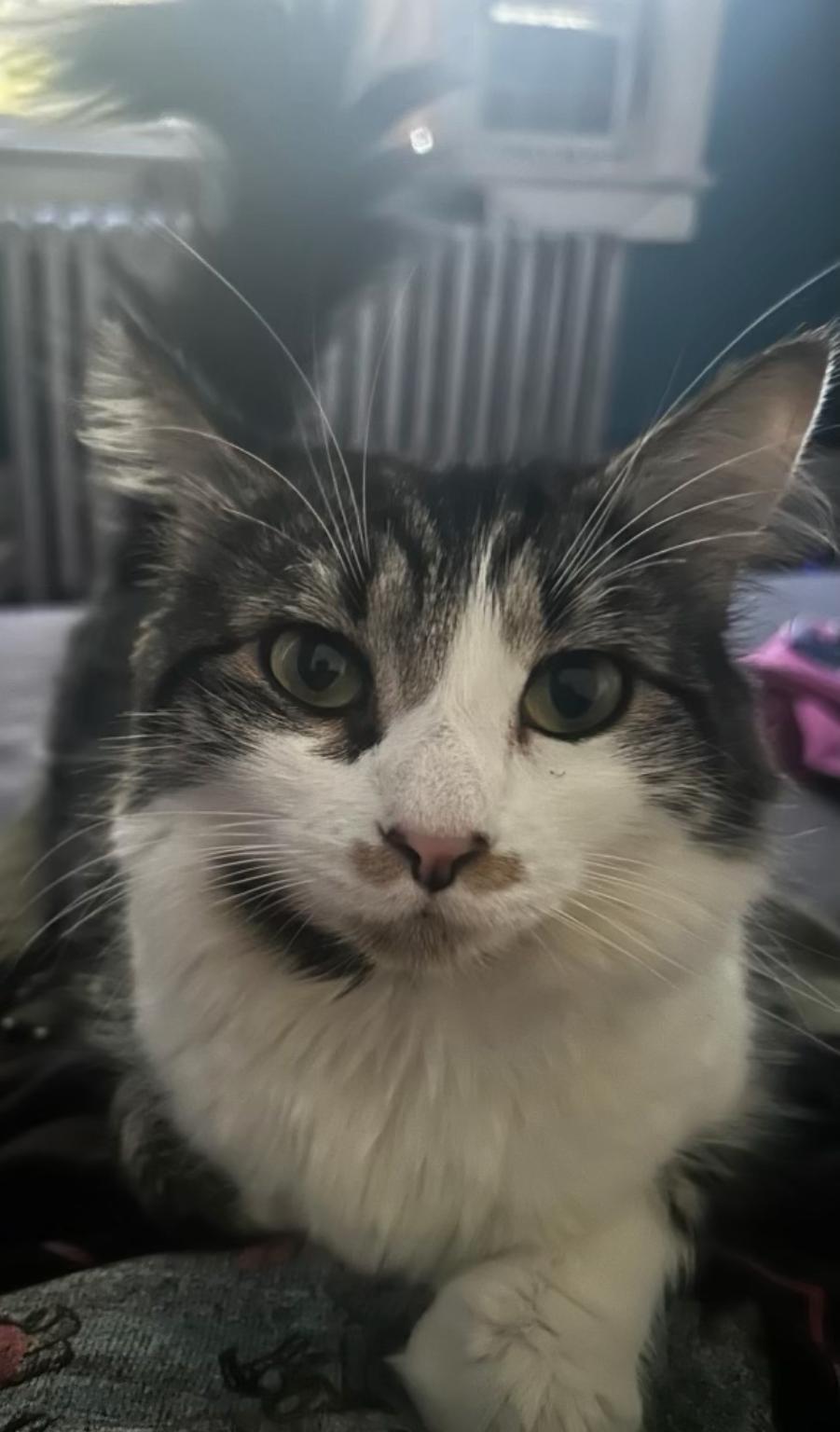 Enlarge LADY MARGARET, a Adoptable Domestic Long Hair in Hamilton, NJ image 3/4