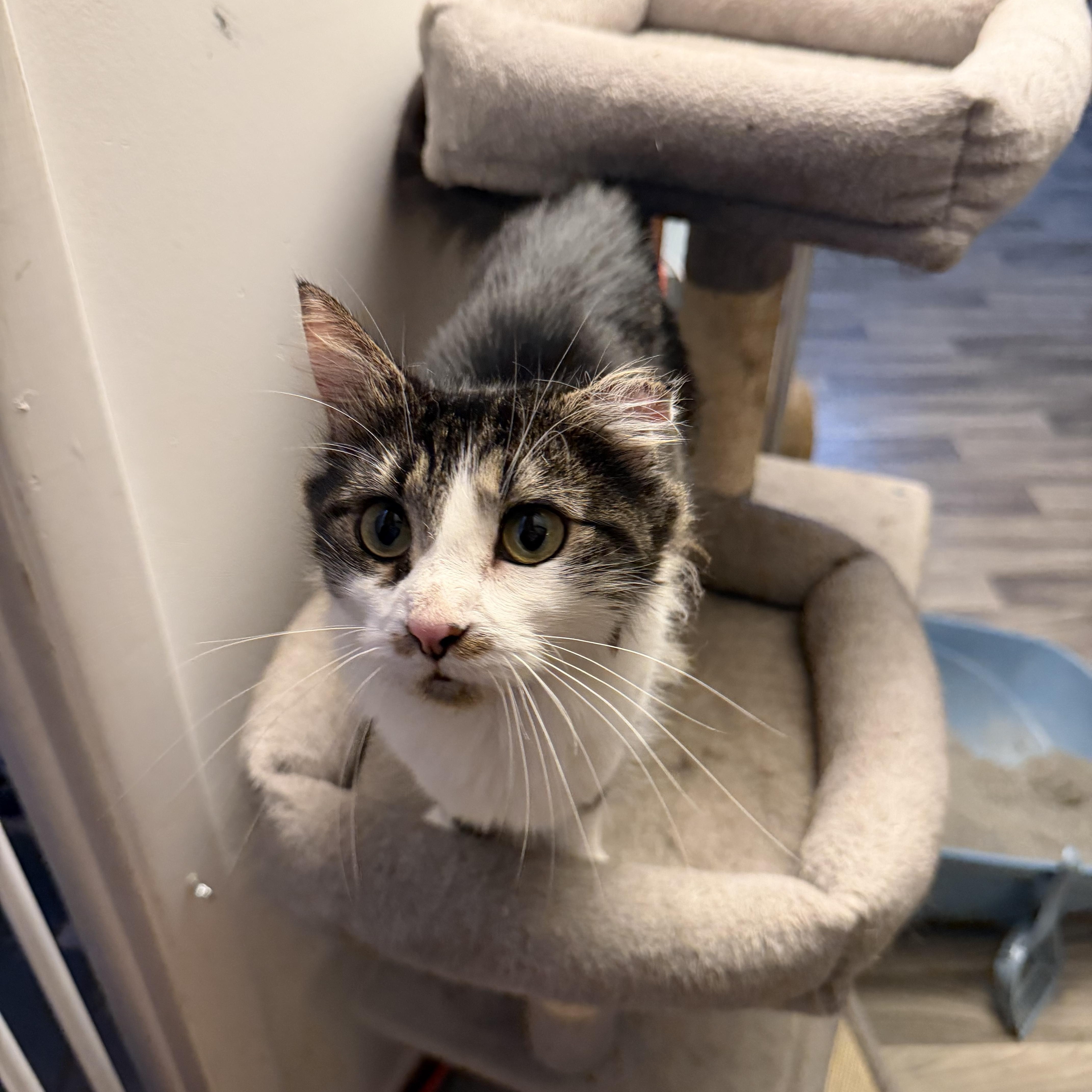 Enlarge LADY MARGARET, a Adoptable Domestic Long Hair in Hamilton, NJ image 4/4
