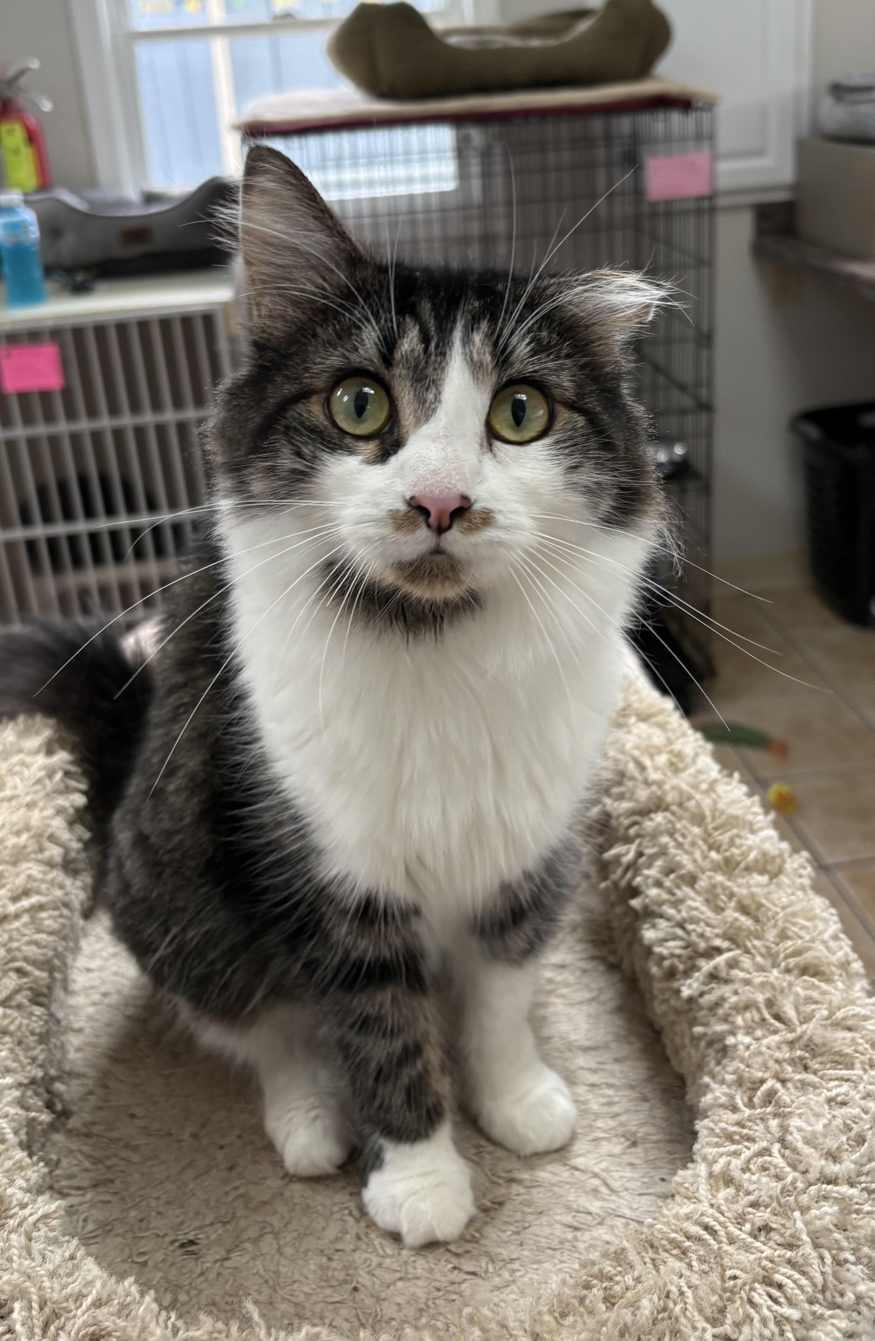 LADY MARGARET, Adoptable, Young Female Domestic Long Hair.