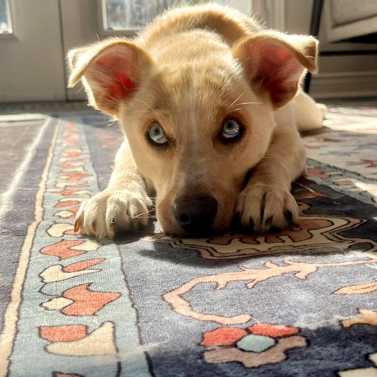 Valerie, a Adoptable mixed breed in Toronto, ON image 3/6