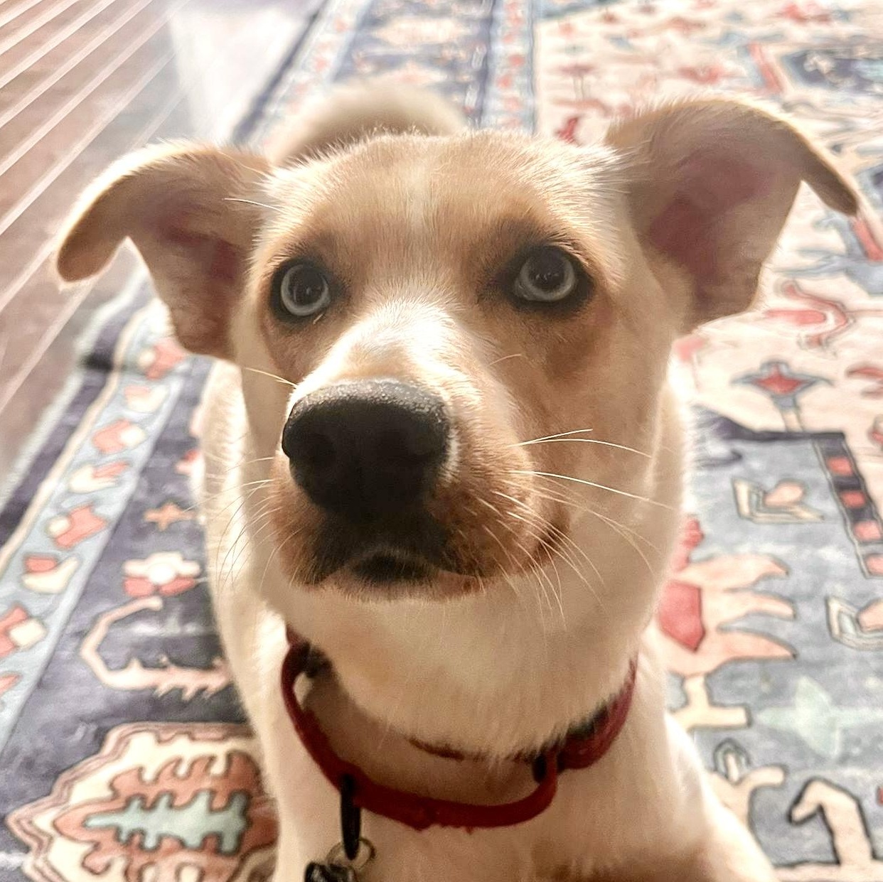 Valerie, a Adoptable mixed breed in Toronto, ON image 2/6