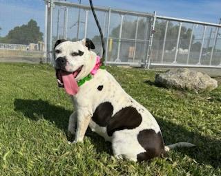 Enlarge Petals, a ADOPTABLE mixed breed in Colusa, CA image 3/6