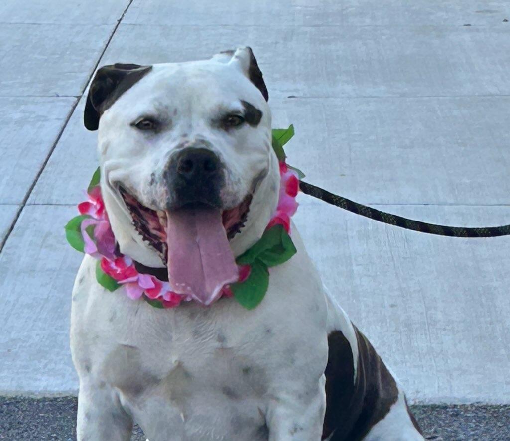 Enlarge Petals, a ADOPTABLE mixed breed in Colusa, CA image 6/6