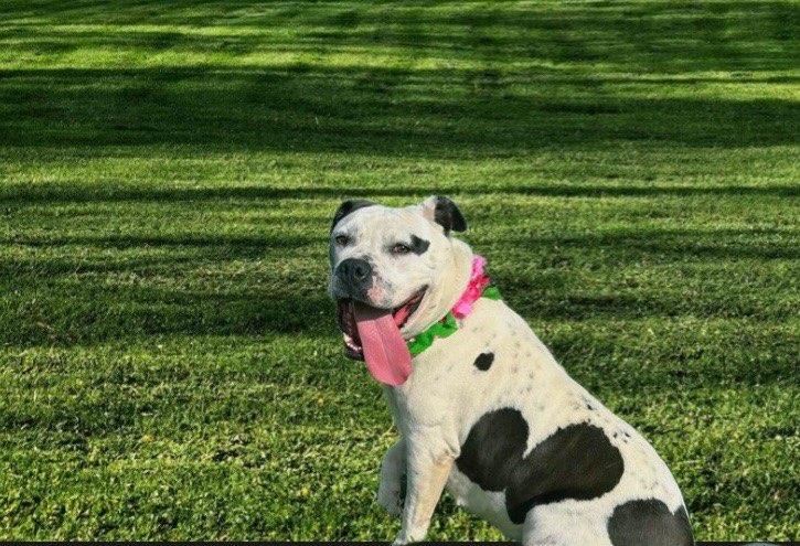 Enlarge Petals, a ADOPTABLE mixed breed in Colusa, CA image 5/6