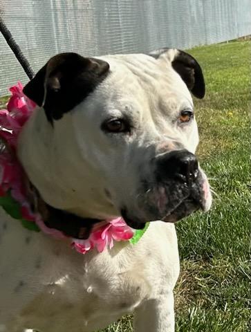 Enlarge Petals, a ADOPTABLE mixed breed in Colusa, CA image 4/6