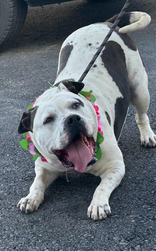Enlarge Petals, a ADOPTABLE mixed breed in Colusa, CA image 1/6