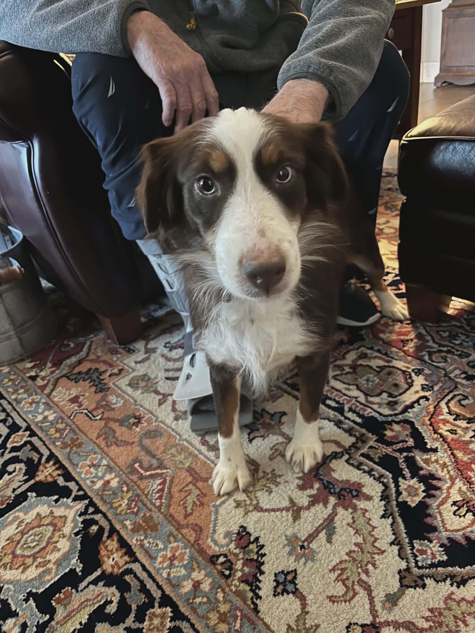Wish, Adoptable, Young Female Australian Shepherd.