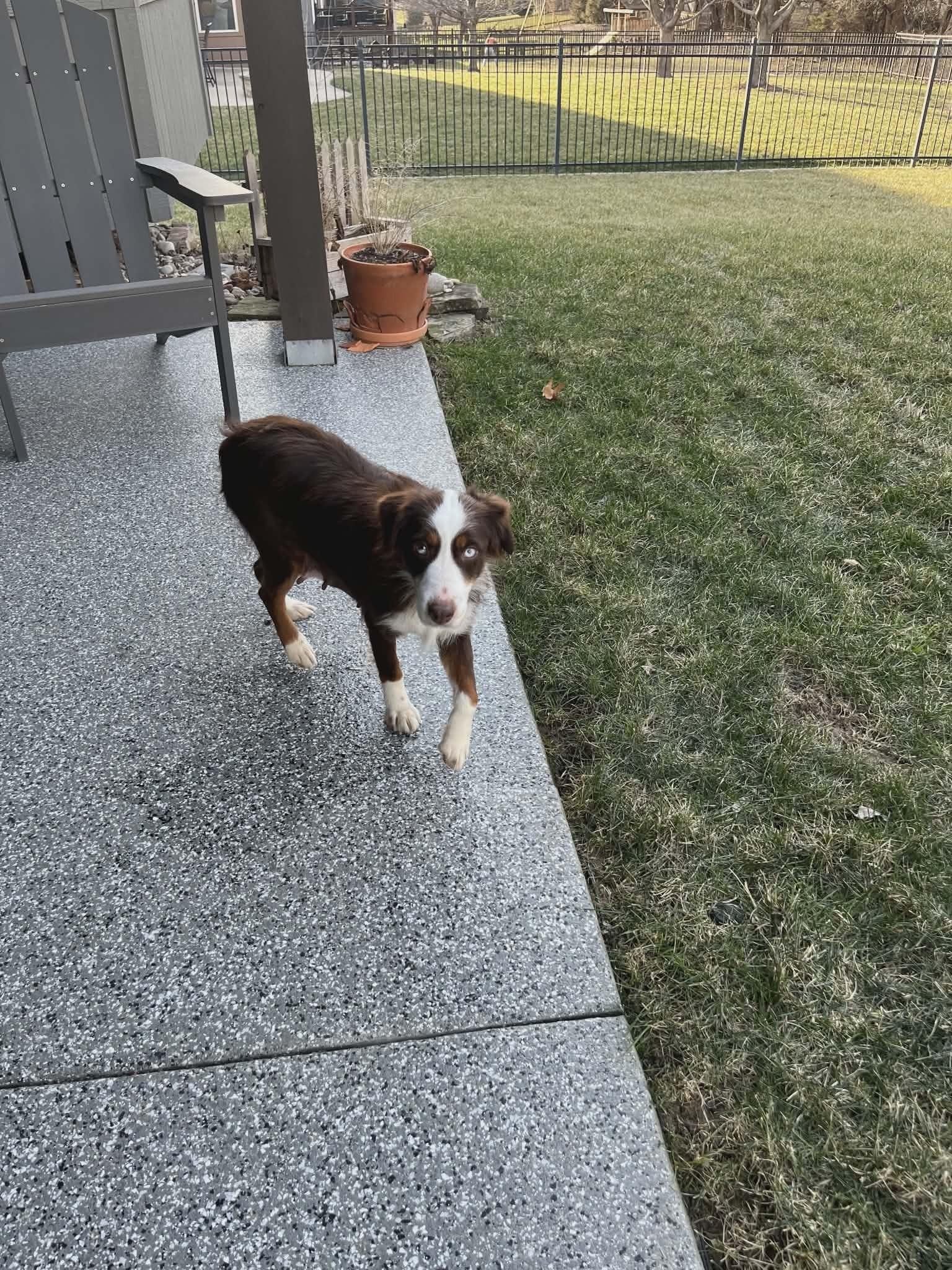 Wish, a Adoptable Australian Shepherd in Kansas City, MO image 5/5