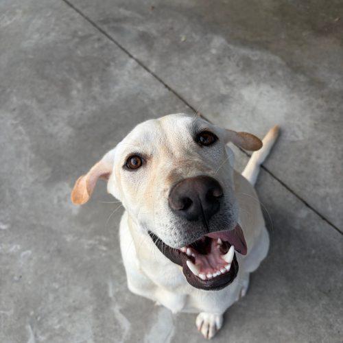 Miloh, Adoptable, Young Male Yellow Labrador Retriever.