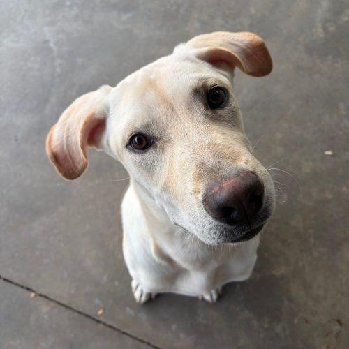 Enlarge Miloh, a Adoptable Yellow Labrador Retriever in Hamden, CT image 2/5