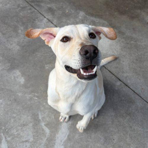 Enlarge Miloh, a Adoptable Yellow Labrador Retriever in Hamden, CT image 3/5