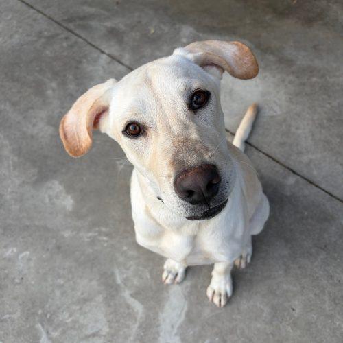 Enlarge Miloh, a Adoptable Yellow Labrador Retriever in Hamden, CT image 4/5