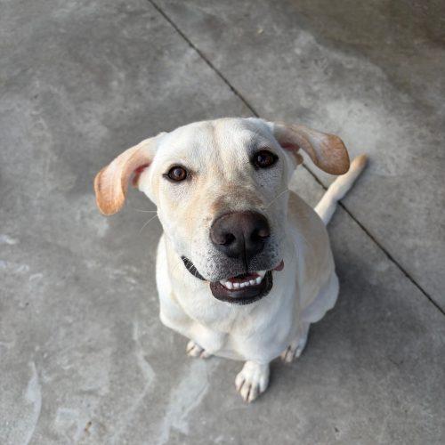 Enlarge Miloh, a Adoptable Yellow Labrador Retriever in Hamden, CT image 5/5