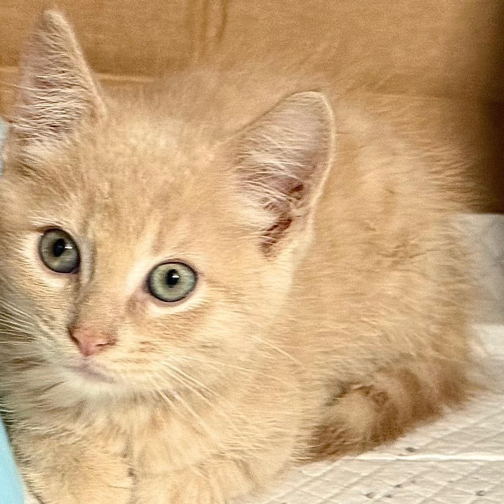 Enlarge Wrigley, a Adoptable Domestic Short Hair in Kansas City, MO image 1/1