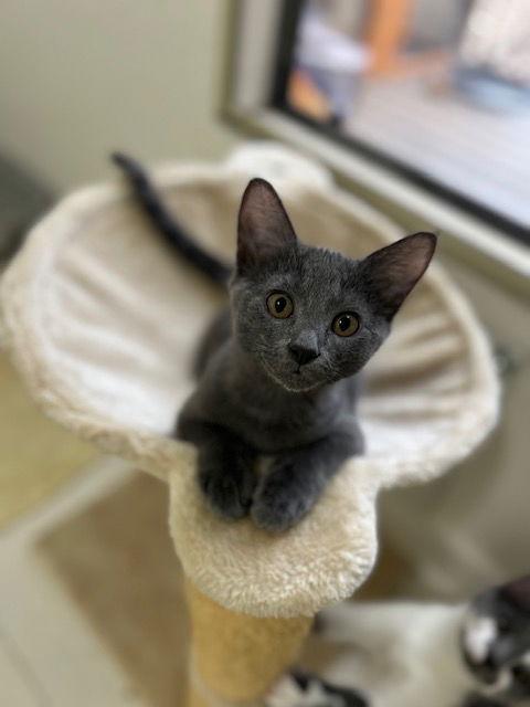 Enlarge Dewey, a Adoptable Domestic Short Hair in Dripping Springs, TX image 1/1