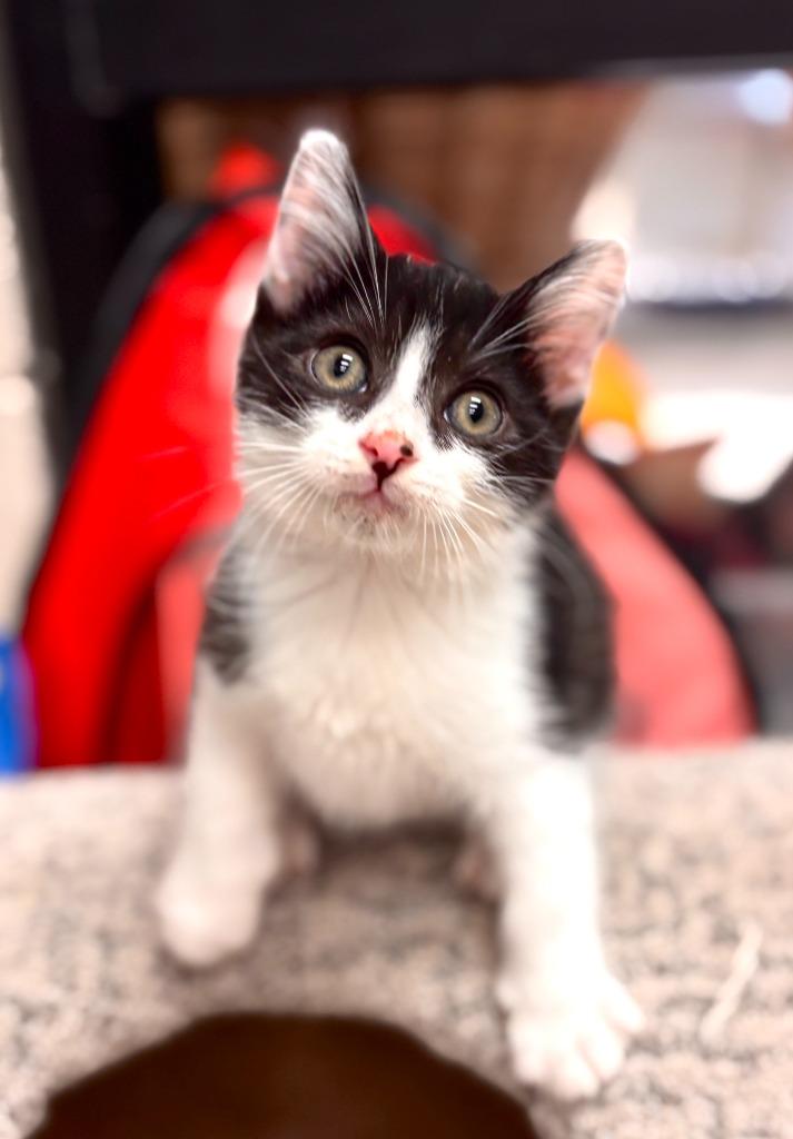 Zorro, a Adoptable mixed breed in Madison, GA image 1/2