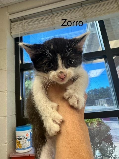 Zorro, a Adoptable mixed breed in Madison, GA image 2/2