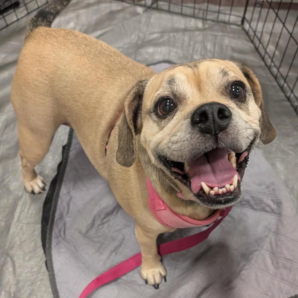 Enlarge Maddie OA/OS NV PDR, a Adoptable mixed breed in Las Vegas, NV image 1/4