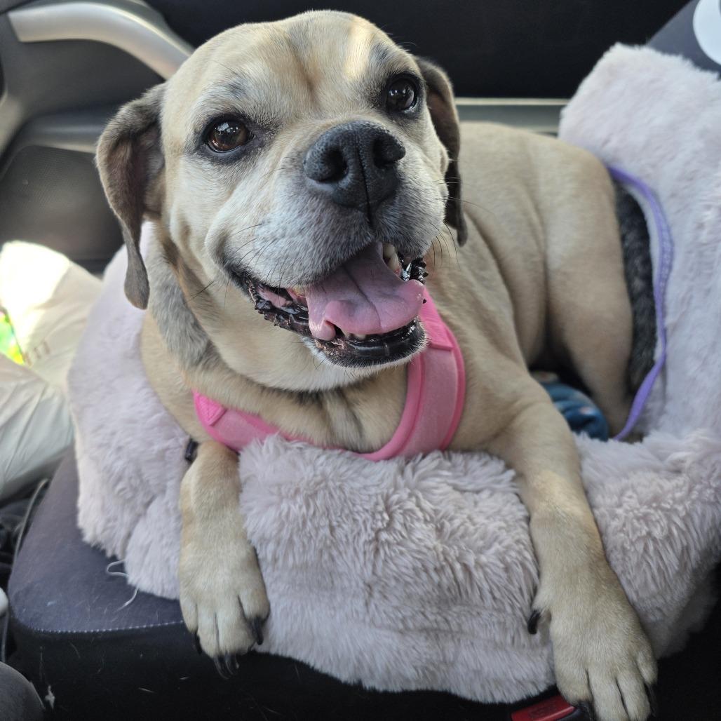 Enlarge Maddie OA/OS NV PDR, a Adoptable mixed breed in Las Vegas, NV image 2/4