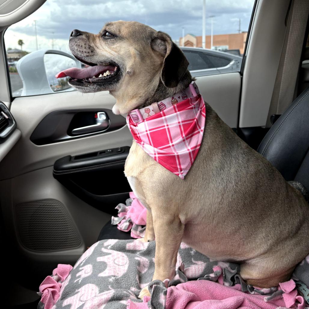 Enlarge Maddie OA/OS NV PDR, a Adoptable mixed breed in Las Vegas, NV image 4/4