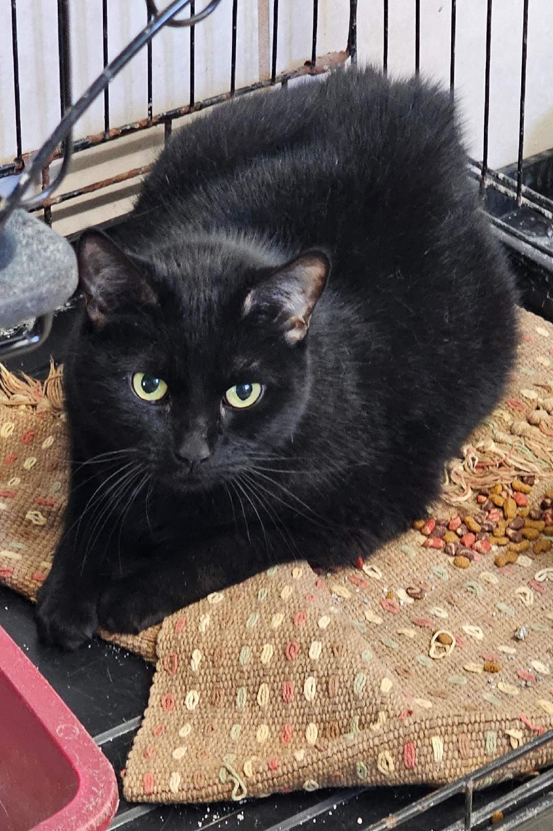 Ms. Jackson, Adoptable, Senior Female Domestic Short Hair.