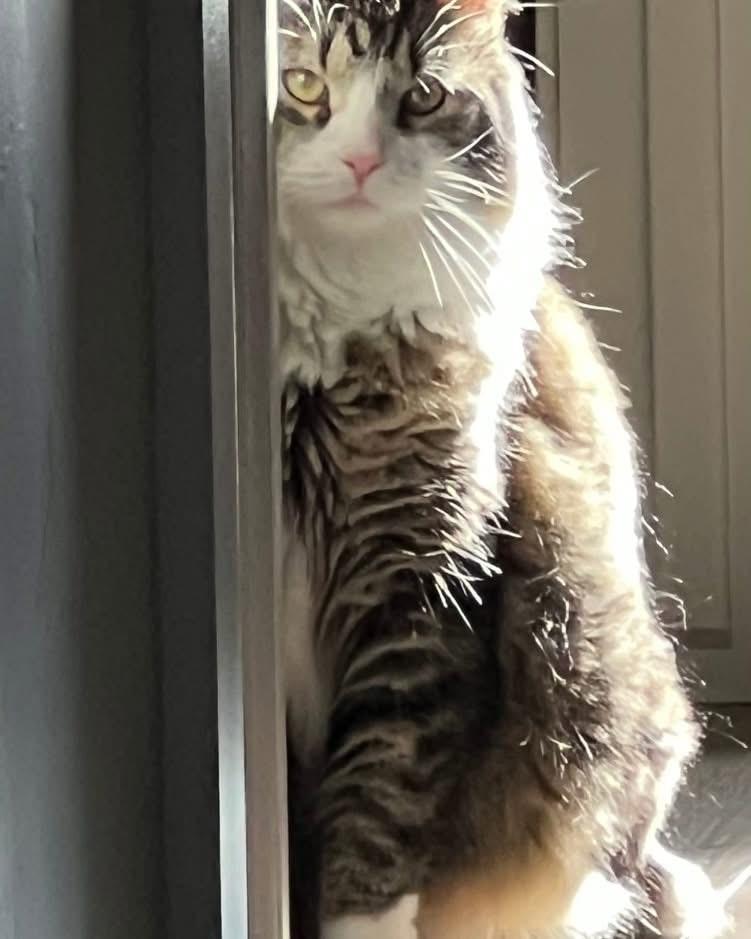 Macaroni aka Mac, Adoptable, Adult Male Domestic Medium Hair.