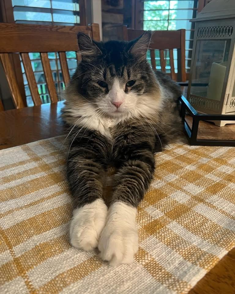 Macaroni aka Mac, Adoptable, Adult Male Domestic Medium Hair.