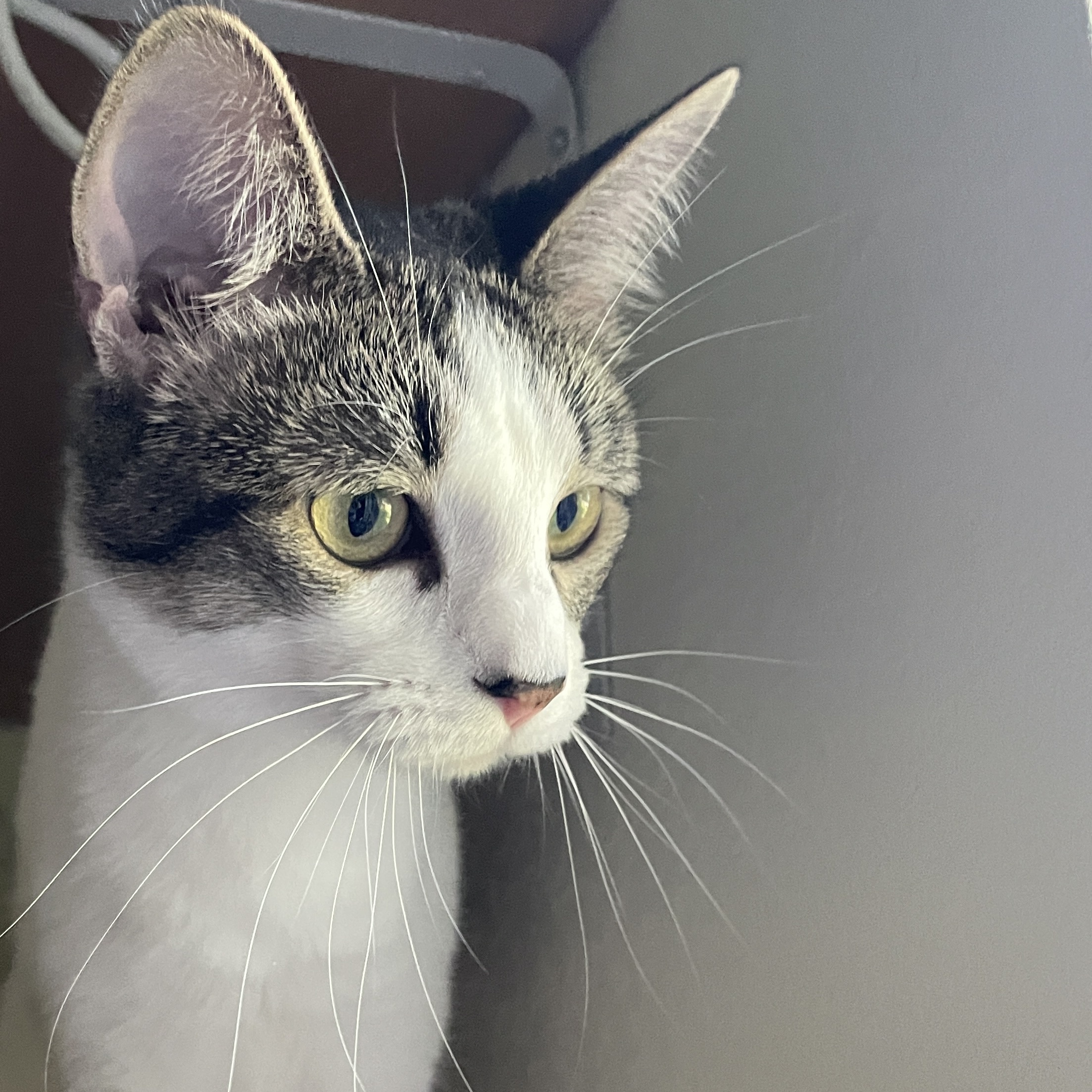 Crystal, Adopted, Adult Female Domestic Short Hair.