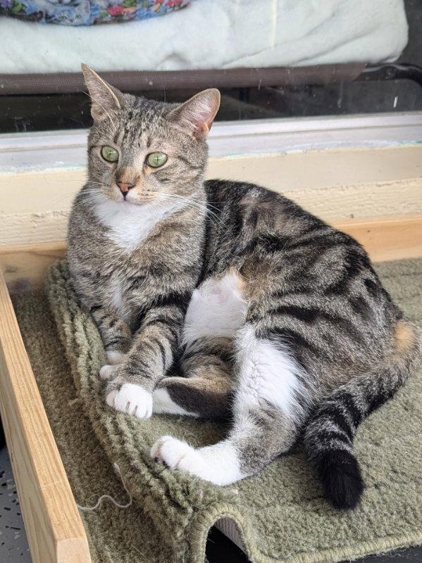 Bam Bam, Adoptable, Adult Male Bengal & Tabby.
